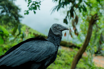 Colombian black vulture. Jardín, Jardin, Antioquia, Colombia.
