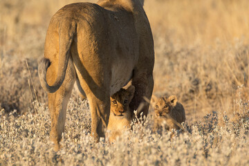 Fototapeta premium lions in BWA