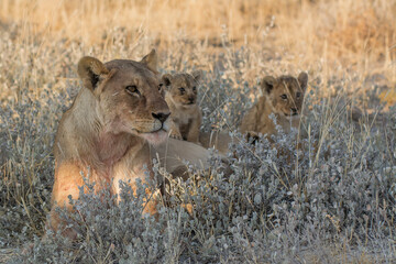 lions in BWA