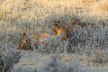lions in BWA