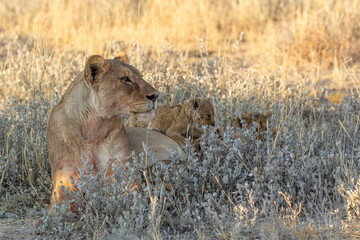 lions in BWA