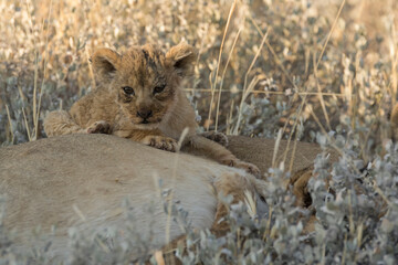 lions in BWA
