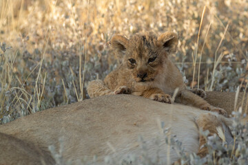 lions in BWA