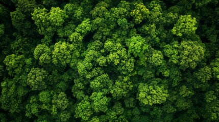 Aerial top view of a green forest with dense trees captured by a drone photo, showcasing the lush, natural landscape.