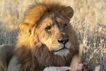 lions in BWA