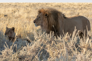 lions in BWA