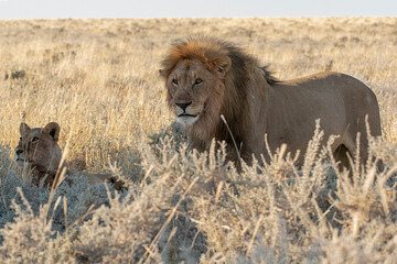 lions in BWA