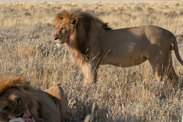 lions in BWA