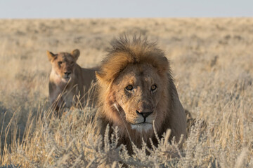 lions in BWA