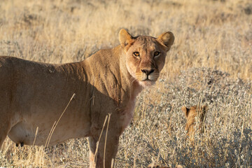 lions in BWA