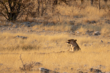 lions in BWA