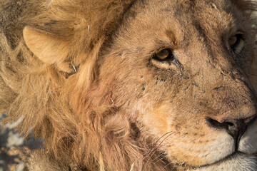 Naklejka premium lions in BWA