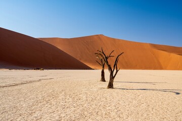 Two petrified trees in front of a giant, orange sand dune in Deadvlei, Namibia