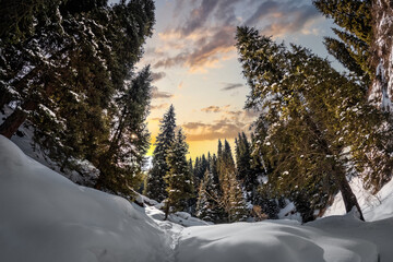 Picturesque winter landscape showcasing snow-covered pine trees bathed in the warm morning sunlight within a chilly mountain valley.