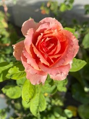 Pink rose close-up against the background of green foliage lit by natural sunlight. Beautiful flowering plants in the summer garden.