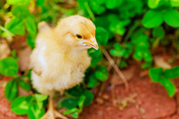 Little chicken standing in green grass on summer day at rural area
