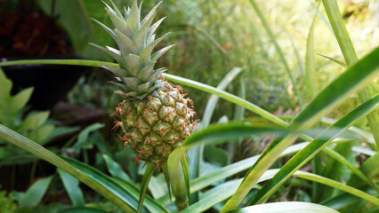 pineapple in the garden,Small Pineapple Growing on a Pineapple Plant in a Lush Tropical Rainforest