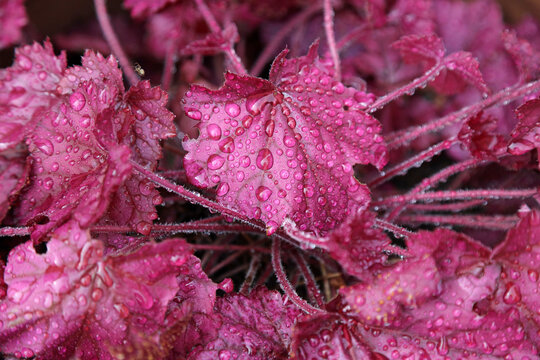 Macro image of Heuchera foliage covered in rain drops, Derbyshire England
