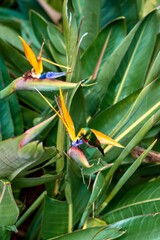 A close up of a green sunbird perched on a crane flower in a garden in Cape Town, South Africa