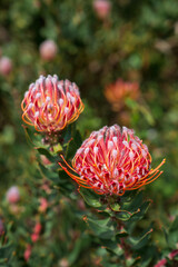 Two, red pincushion protea flowers against a green background in Cape Town, South Africa