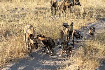 wild dog in BWA