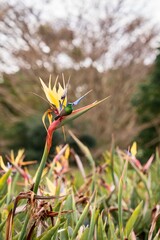 A green sunbird perched on a crane flower in a garden in Cape Town, South Africa