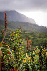 A green sunbird sat at the top of a bush in front of Table Mountain in Cape Town, South Africa