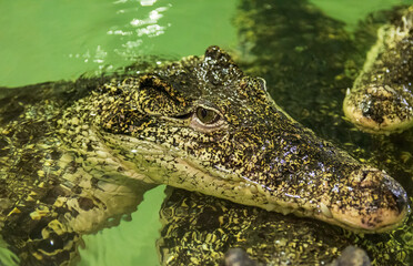 Crocodile close up portrait with eye and blured background. Animal reptile background