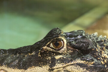 Crocodile close up portrait with eye and blured background. Animal reptile background