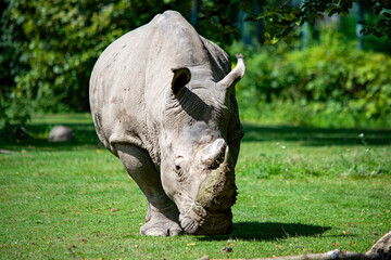 Nahaufnahme eines Nashorns im Augsburger Zoo