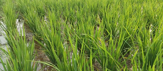 Newly planted rice field embankments with no rice seeds yet, green rice fields in the morning