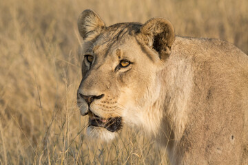 lions in bwa