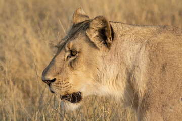 lions in bwa