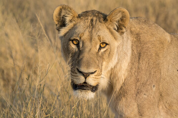 lions in bwa