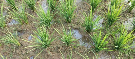 Newly planted rice field embankments with no rice seeds yet, green rice fields in the morning