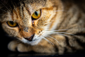 A gray striped cat with a cute and beautiful face.