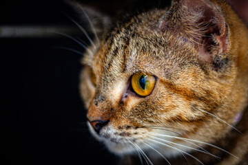A gray striped cat with a cute and beautiful face.