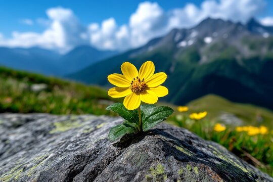 Alpine flowers, tiny yet resilient, high mountain meadows showcase nature&acirc;&euro;&trade;s adaptability