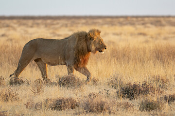 big cat in BWA