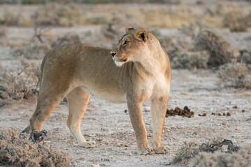 big cat in BWA