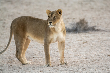 big cat in BWA