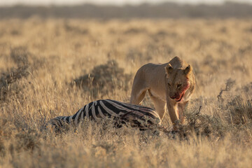 big cat in BWA