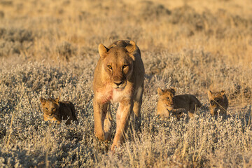 lions in BWA