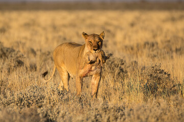 lions in BWA