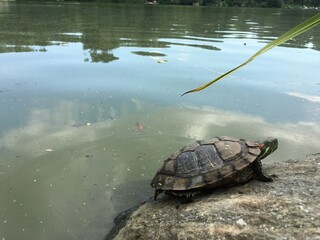 turtle on the water