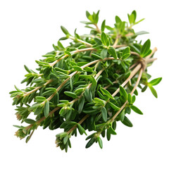 plant isolated on white background