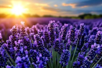Fototapeta premium Fields of lavender, purple waves, calming scent stretch endlessly under the summer sun