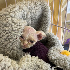 bacterial skin infection pyoderma or lichen on the skin of a red cat. cat with skin disease...