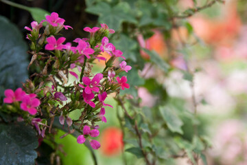 pink flowers in the garden