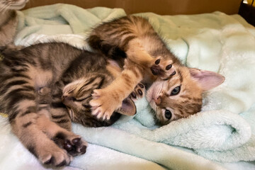 Cat nursing her little kittens, close up. Mother fluffy cat pregnant give birth. New born baby kittens drinking milk from their mom's breast. Newborn baby kittens.